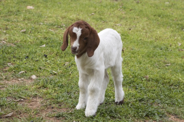 Nibbles the little lost goat