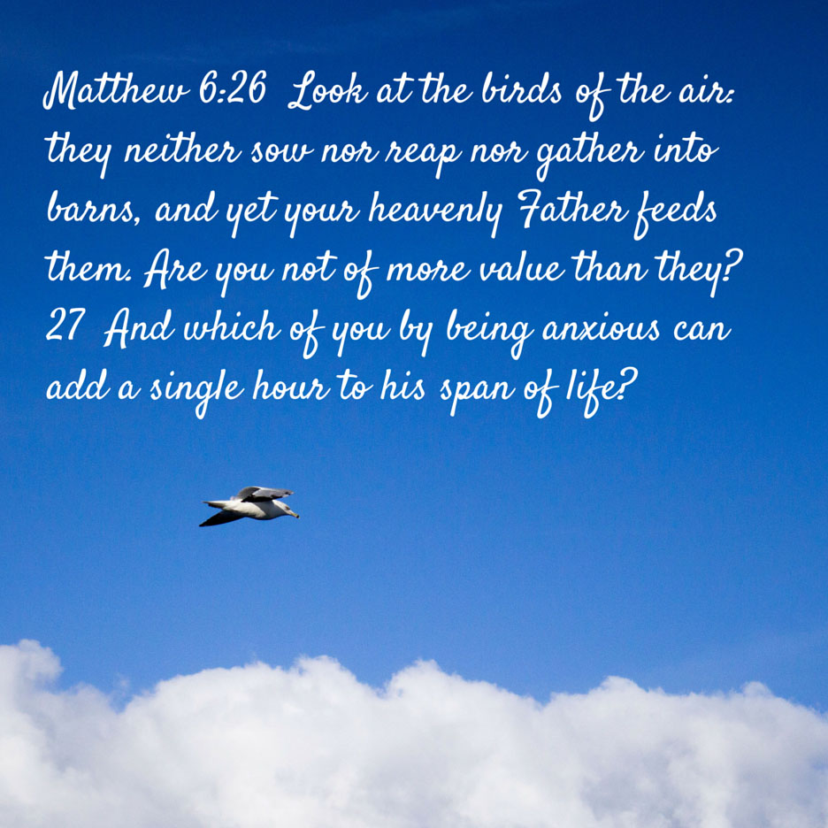 Share A Bird Photo as You Memorize Matthew 6:26-27 - Do Not Depart