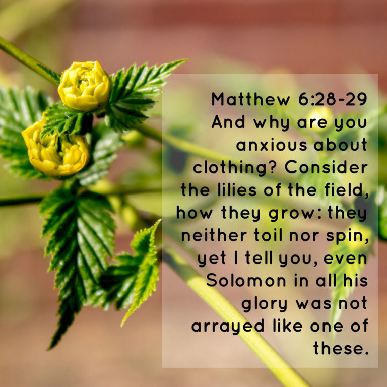 learn-from-a-flower-memorizing-matthew-6-28-29-do-not-depart