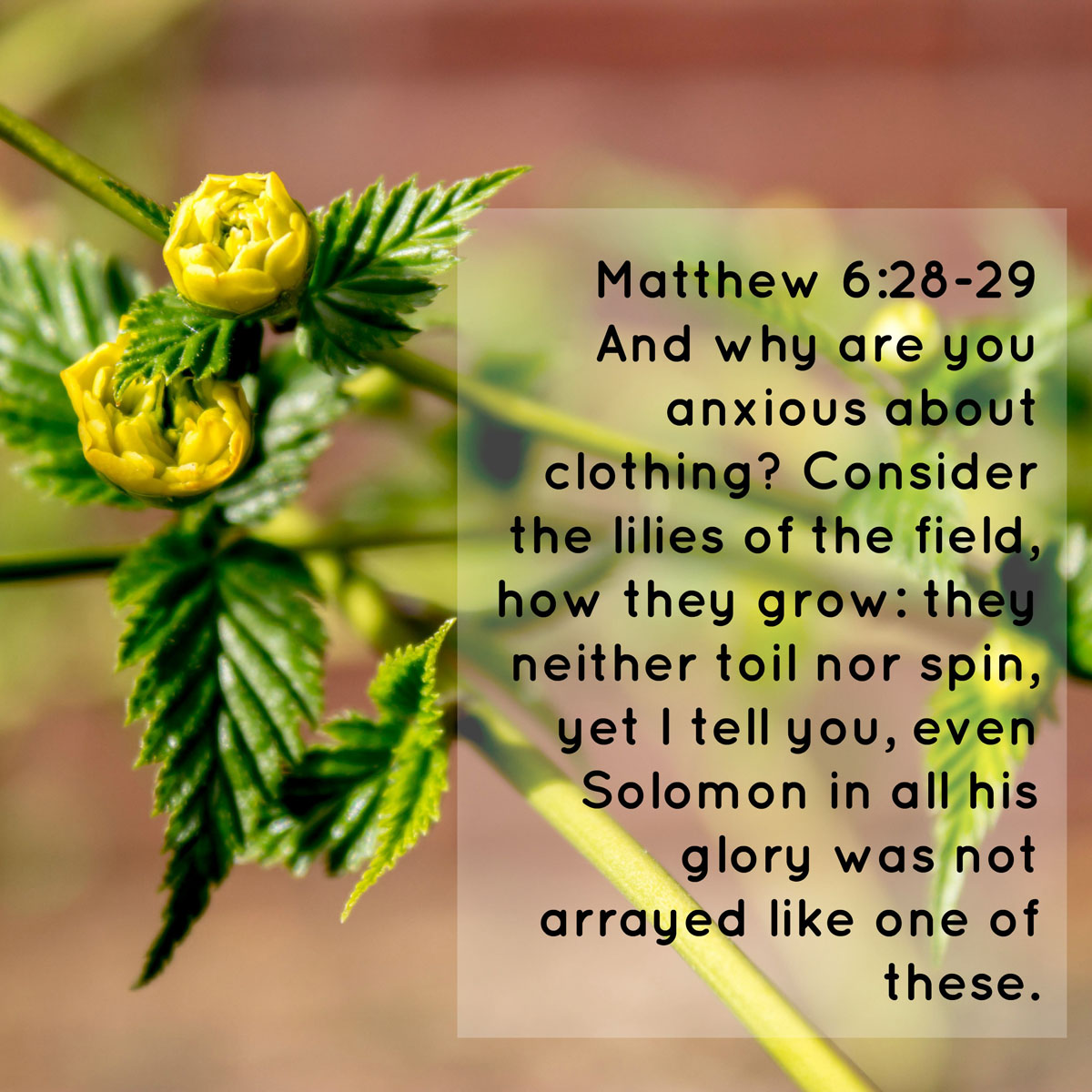 Learn From A Flower Memorizing Matthew 6 28 29 Do Not Depart