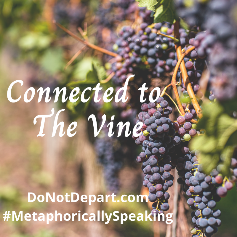 Connected to The Vine